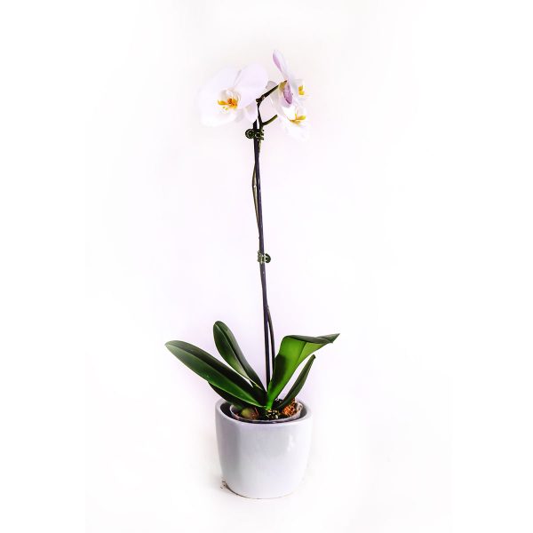 Phalaenopsis Orchid White